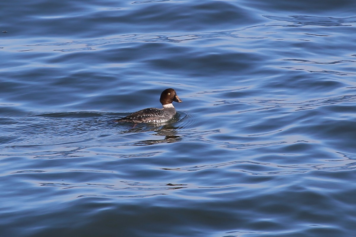 Common Goldeneye - ML324280991