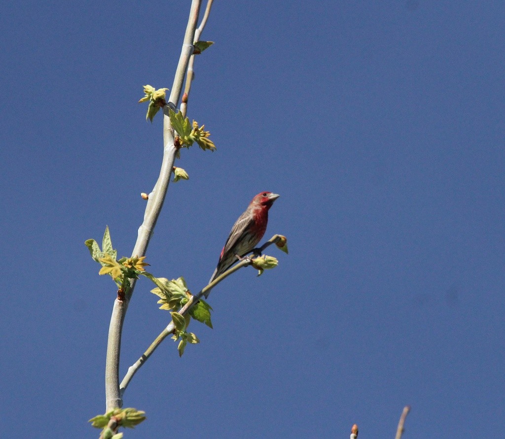 House Finch - ML324281181