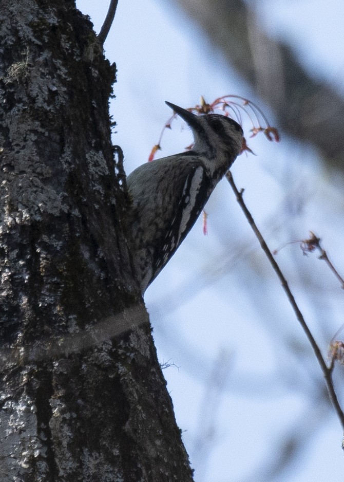 Yellow-bellied Sapsucker - ML324281561