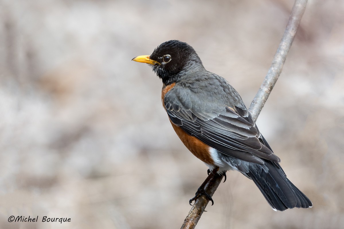 American Robin - ML324282421