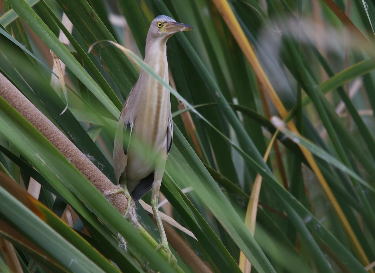 Yellow Bittern - Bhaarat Vyas