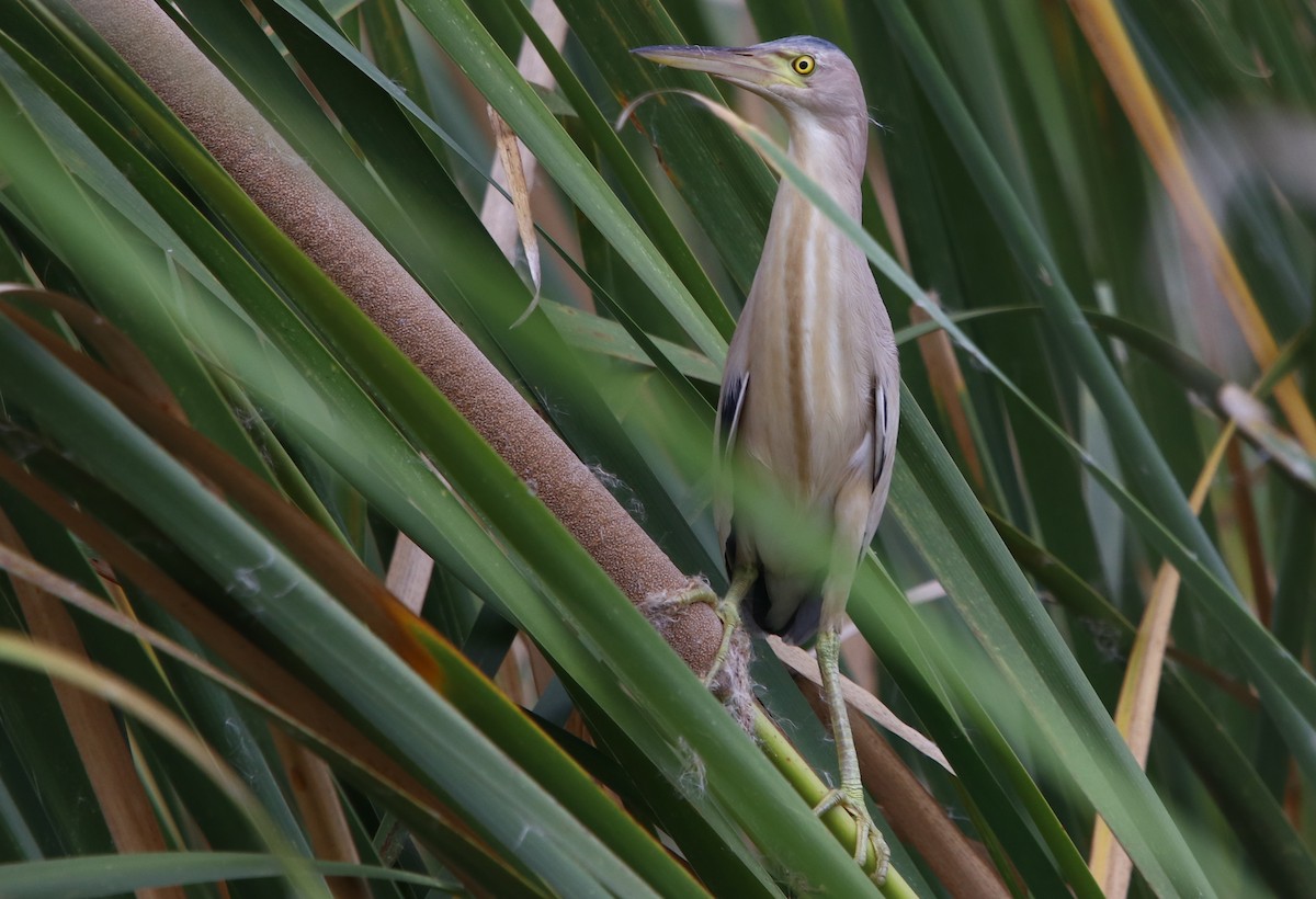 Yellow Bittern - Bhaarat Vyas