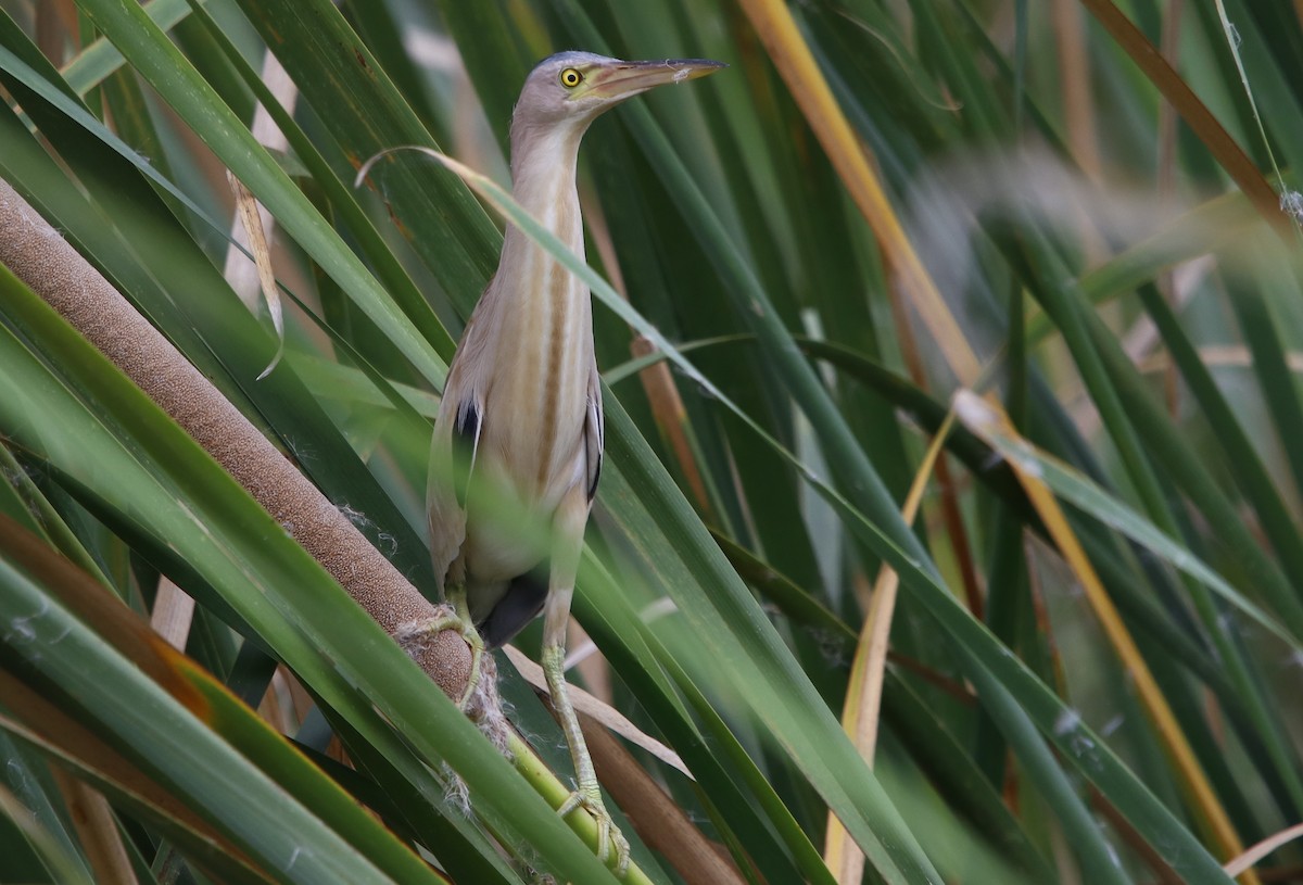 Yellow Bittern - Bhaarat Vyas