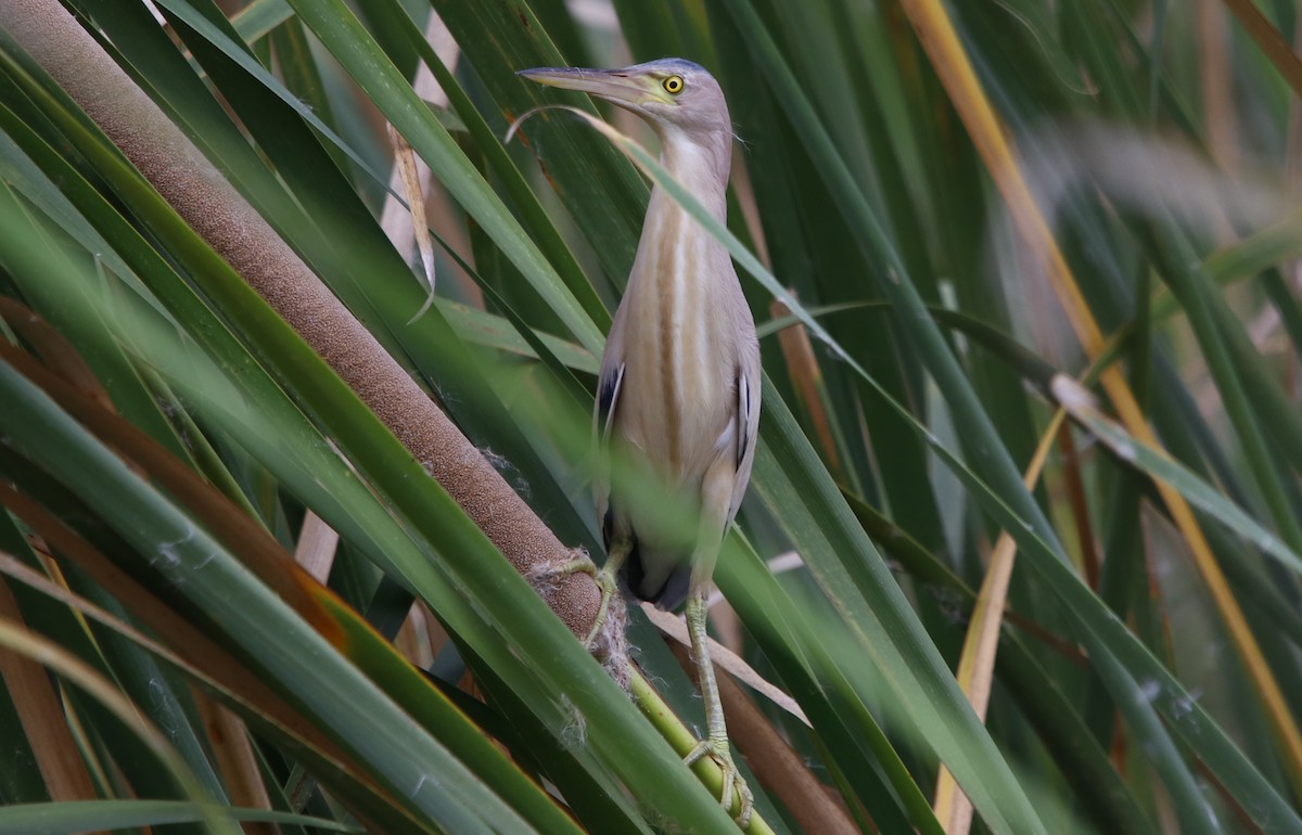 Yellow Bittern - Bhaarat Vyas