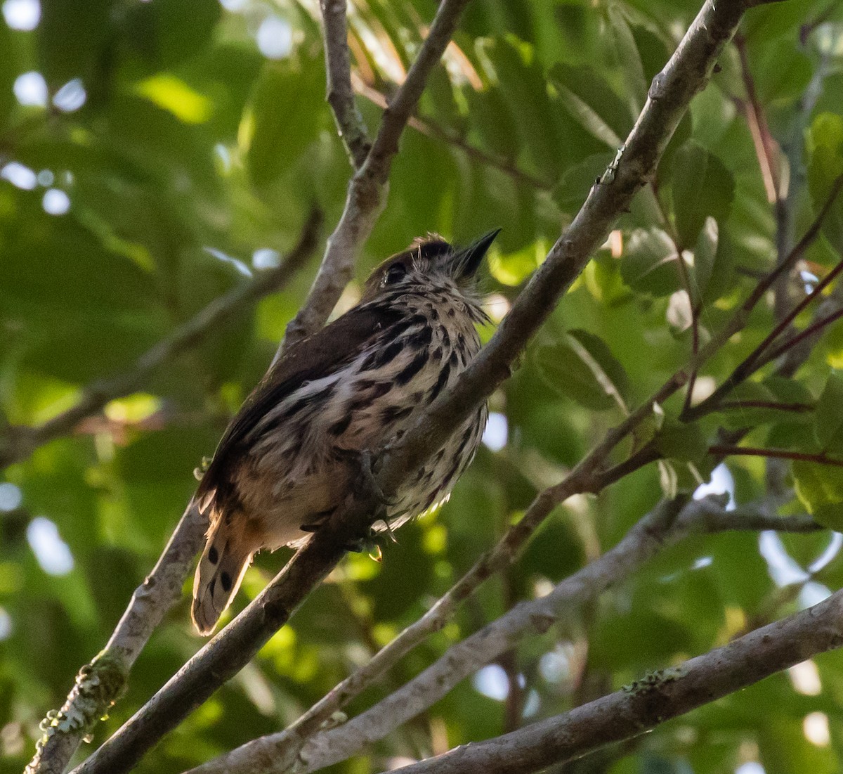 Lanceolated Monklet - ML324283411