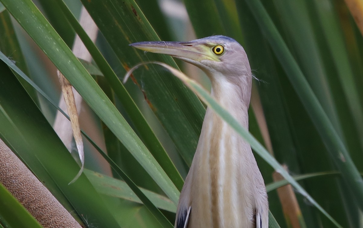 Yellow Bittern - Bhaarat Vyas