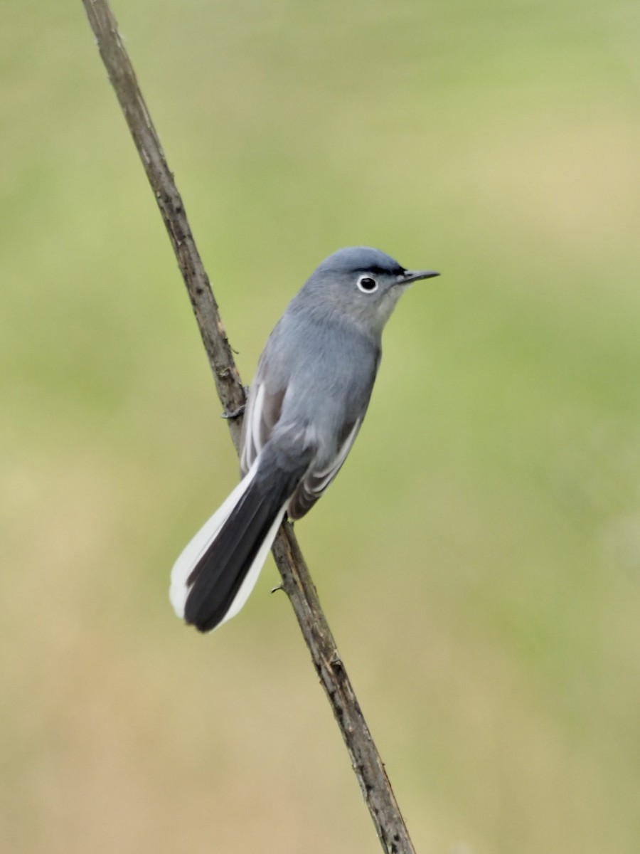 Gobemoucheron gris-bleu - ML324284501