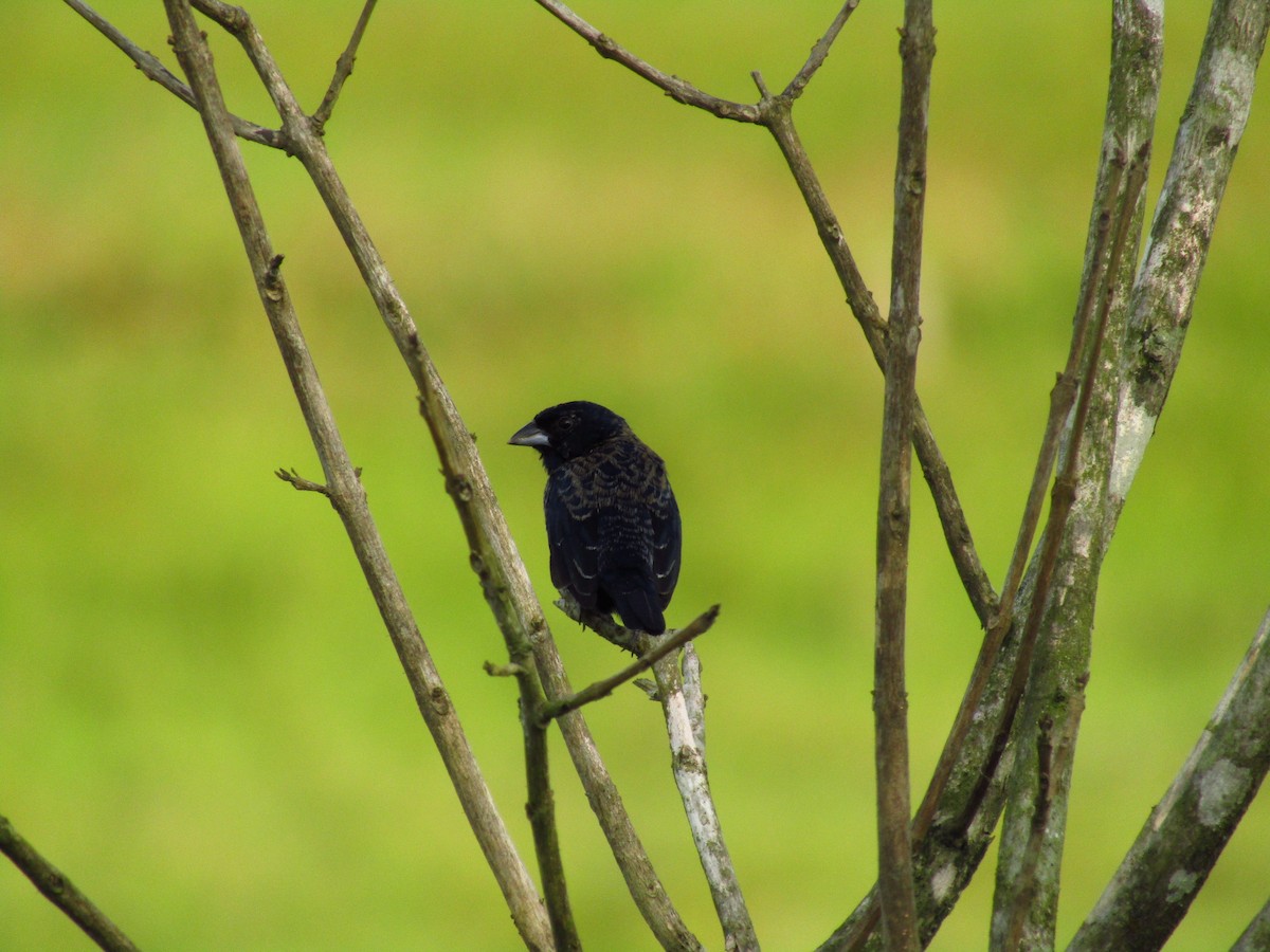 Blue-black Grassquit - Juan Sebastian Trujillo Cespedes