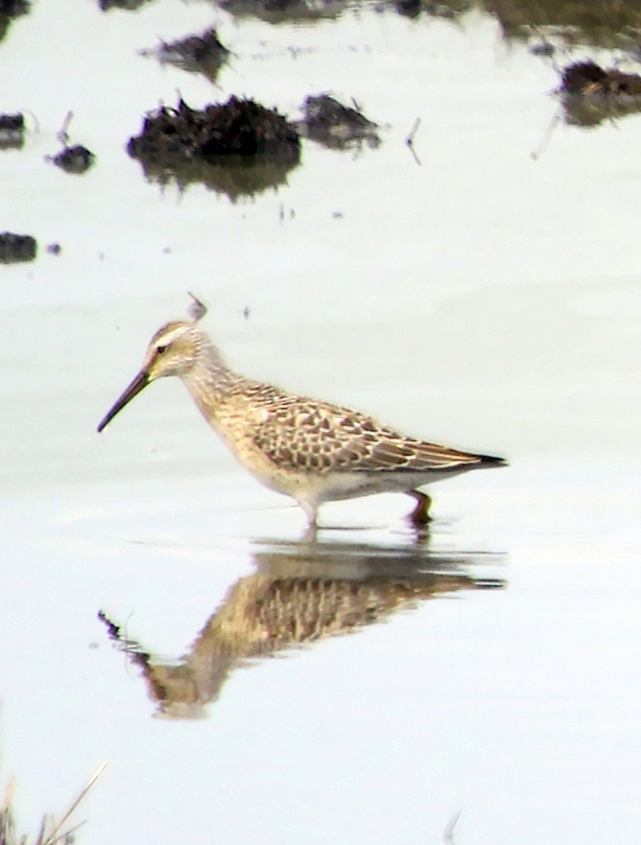 Stilt Sandpiper - ML32428661