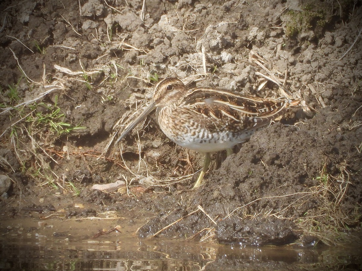 Wilson's Snipe - ML324287001