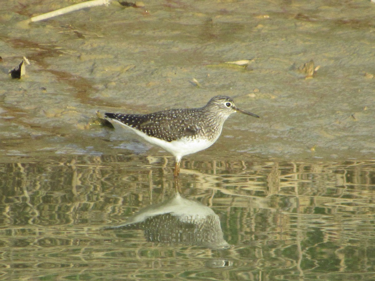 Solitary Sandpiper - ML324287761