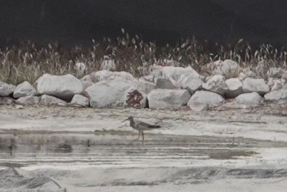 Lesser Yellowlegs - ML324288441