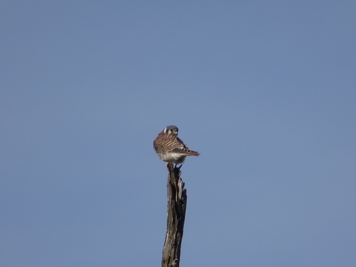 American Kestrel - ML324289621