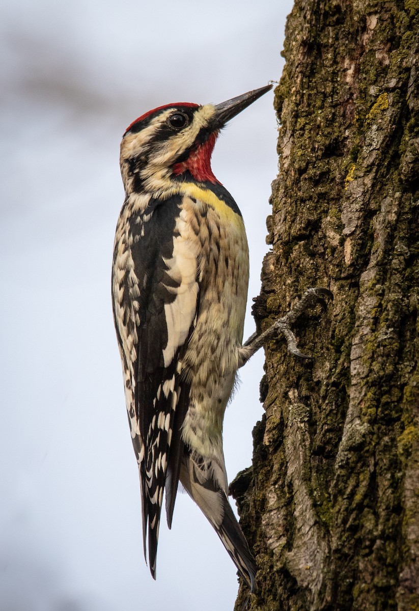 Yellow-bellied Sapsucker - ML324291581