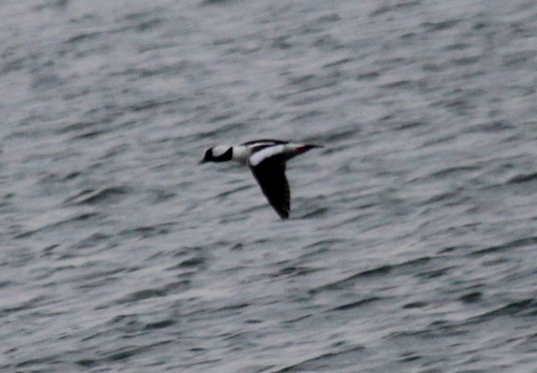 Bufflehead - Christopher Zayachkowski