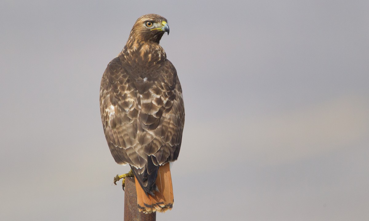 Red-tailed Hawk (calurus/alascensis) - ML324292171