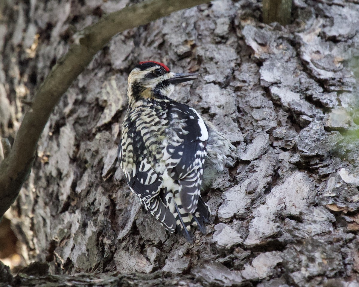 Yellow-bellied Sapsucker - ML324293061