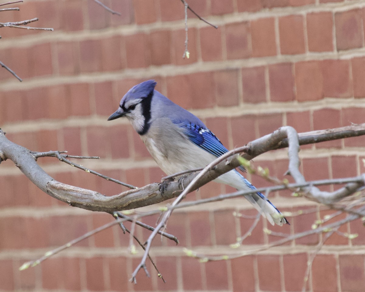 Blue Jay - ML324293791