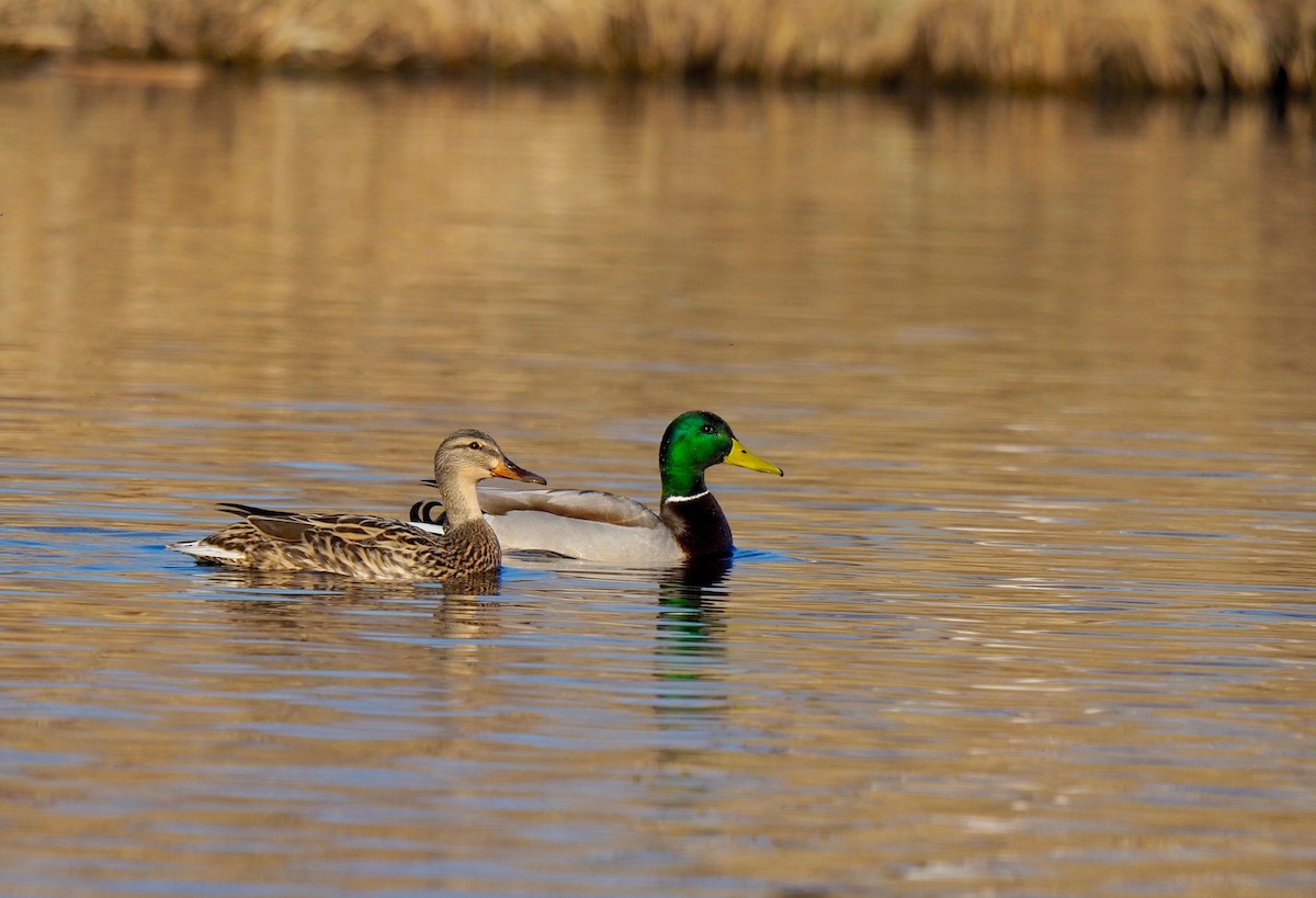 Mallard - Bruce Gates