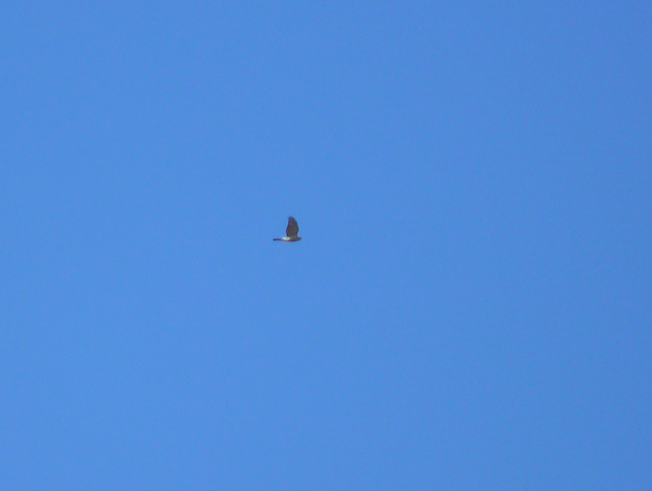 Sharp-shinned Hawk - Paul Heveran