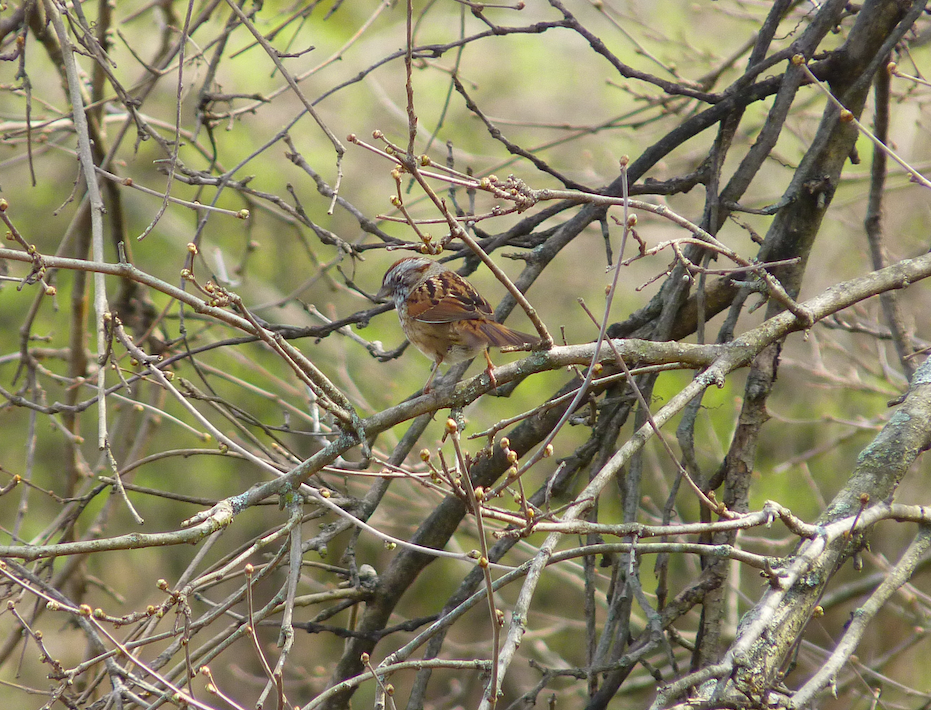 Swamp Sparrow - ML324296441