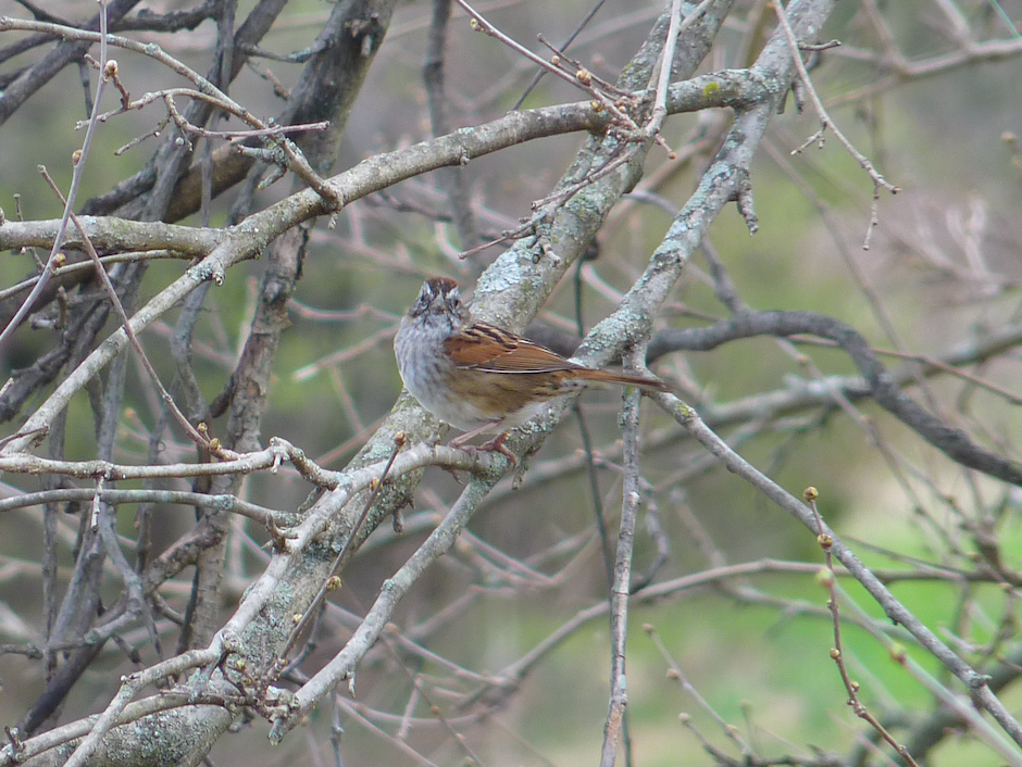 Swamp Sparrow - ML324296481