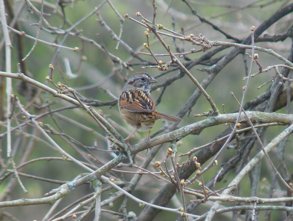 Swamp Sparrow - ML324296491