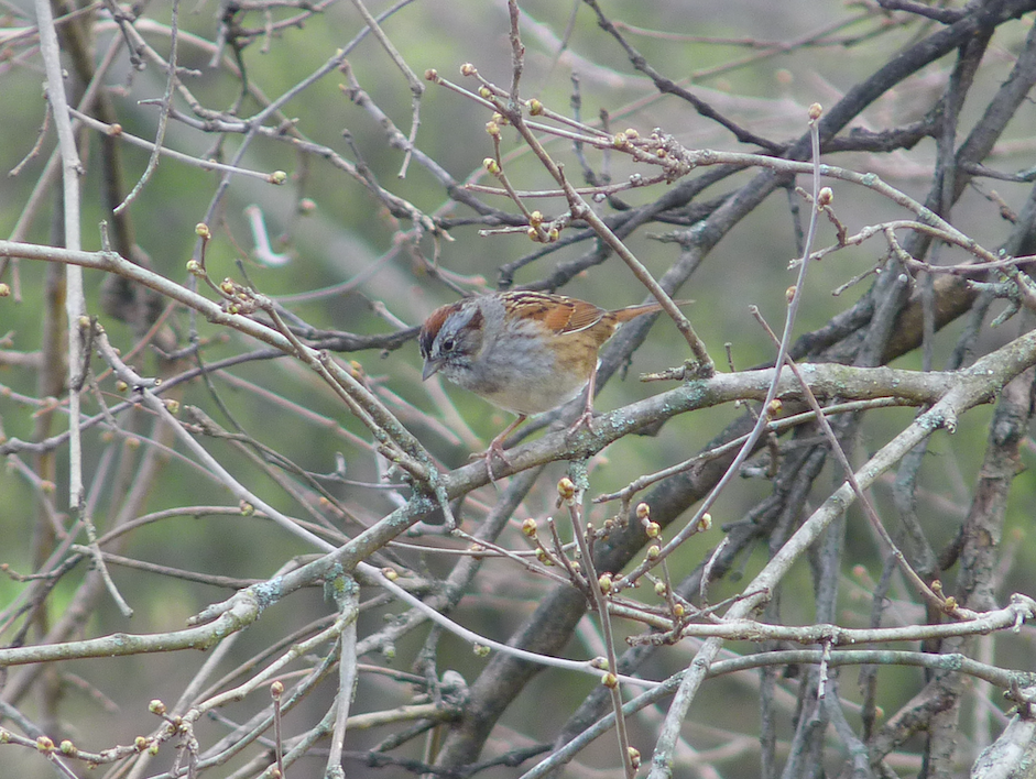 Swamp Sparrow - ML324296501