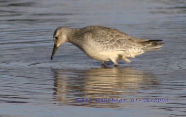 Red Knot - ML324296791