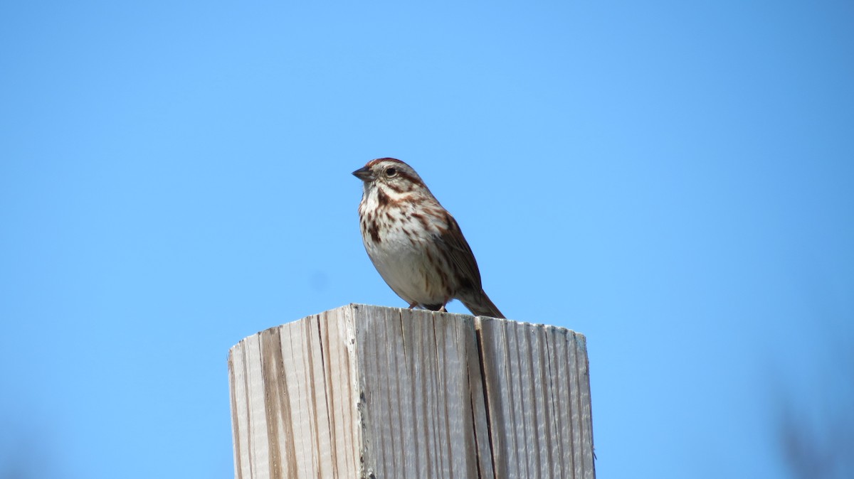 Song Sparrow - ML324297921