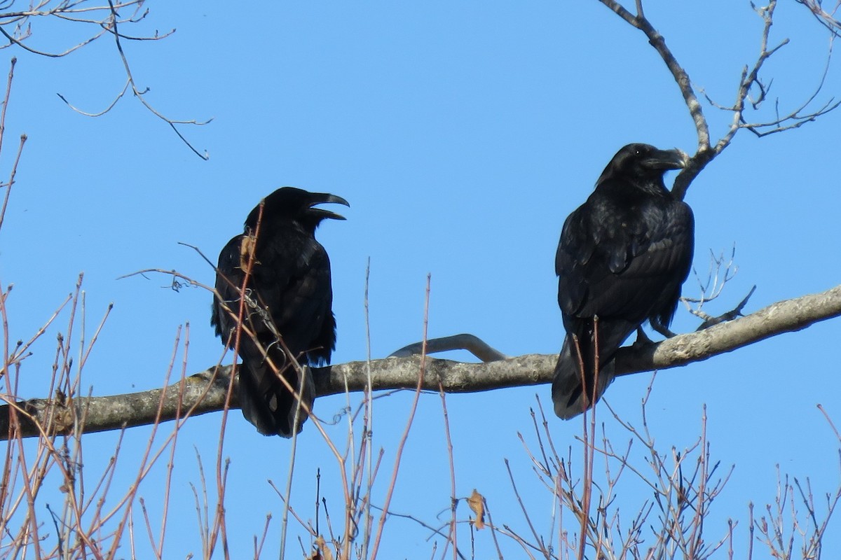 Common Raven - Noella Beaudoin