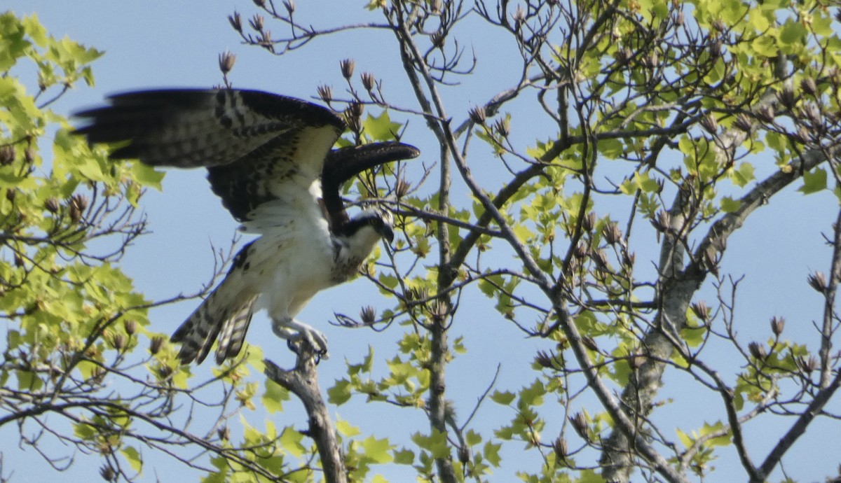 Osprey - ML324303551