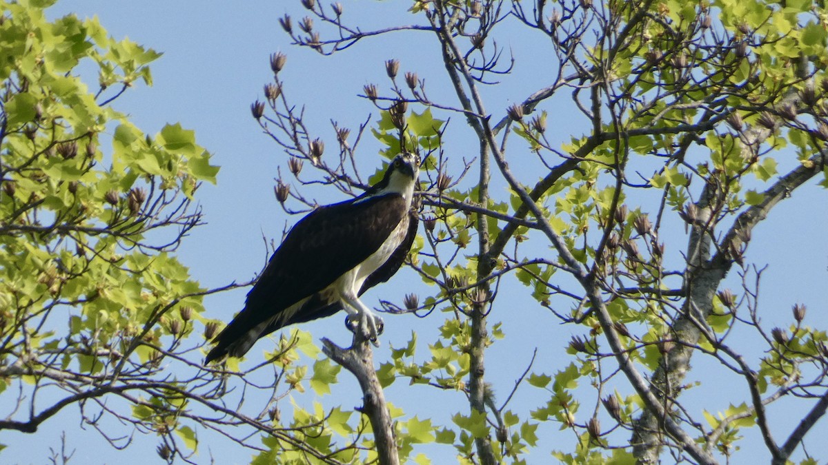 Águila Pescadora - ML324303571