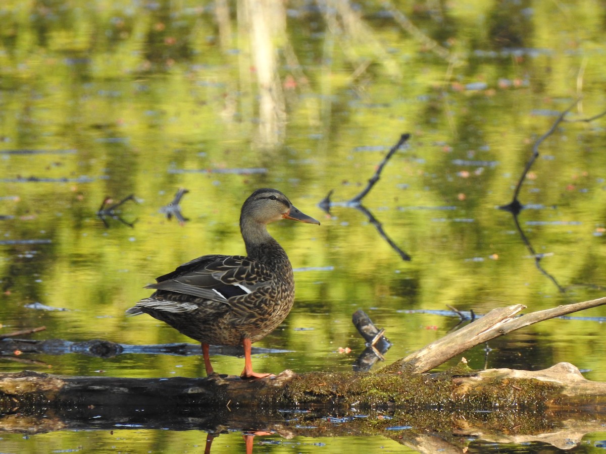 Canard colvert - ML324304121