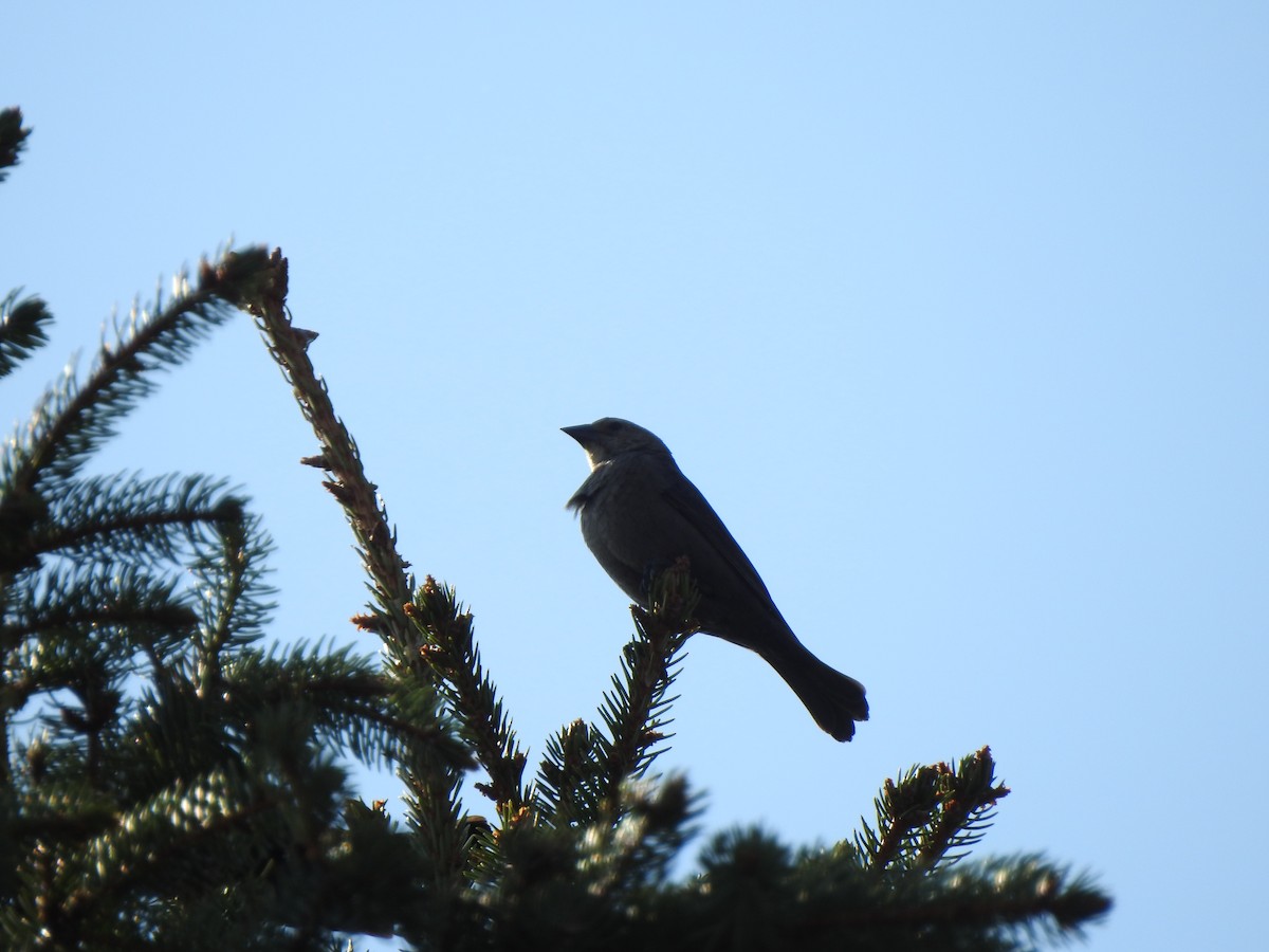 Brown-headed Cowbird - ML324305411