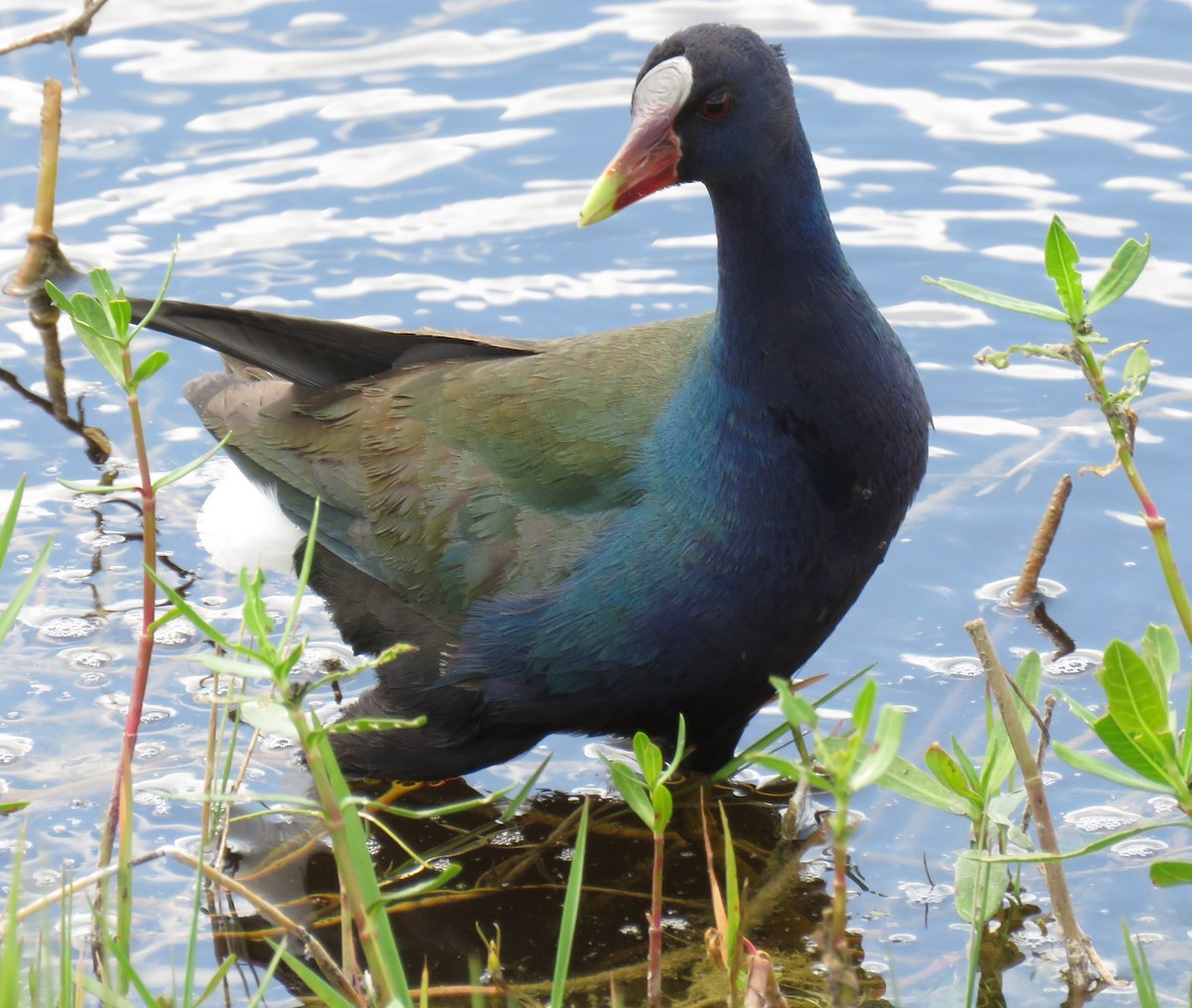 Purple Gallinule - ML324308041