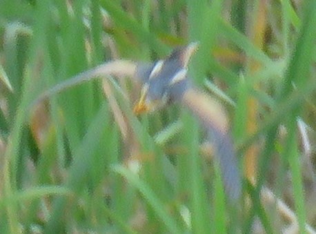 Least Bittern - ML324308171