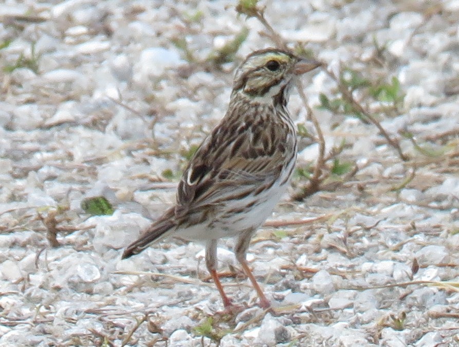 Savannah Sparrow - ML324308281