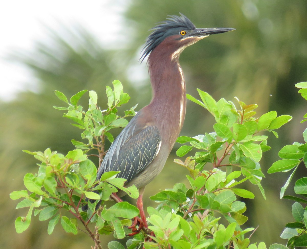 Green Heron - ML324308391