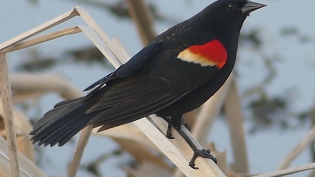 Red-winged Blackbird - ML324308941