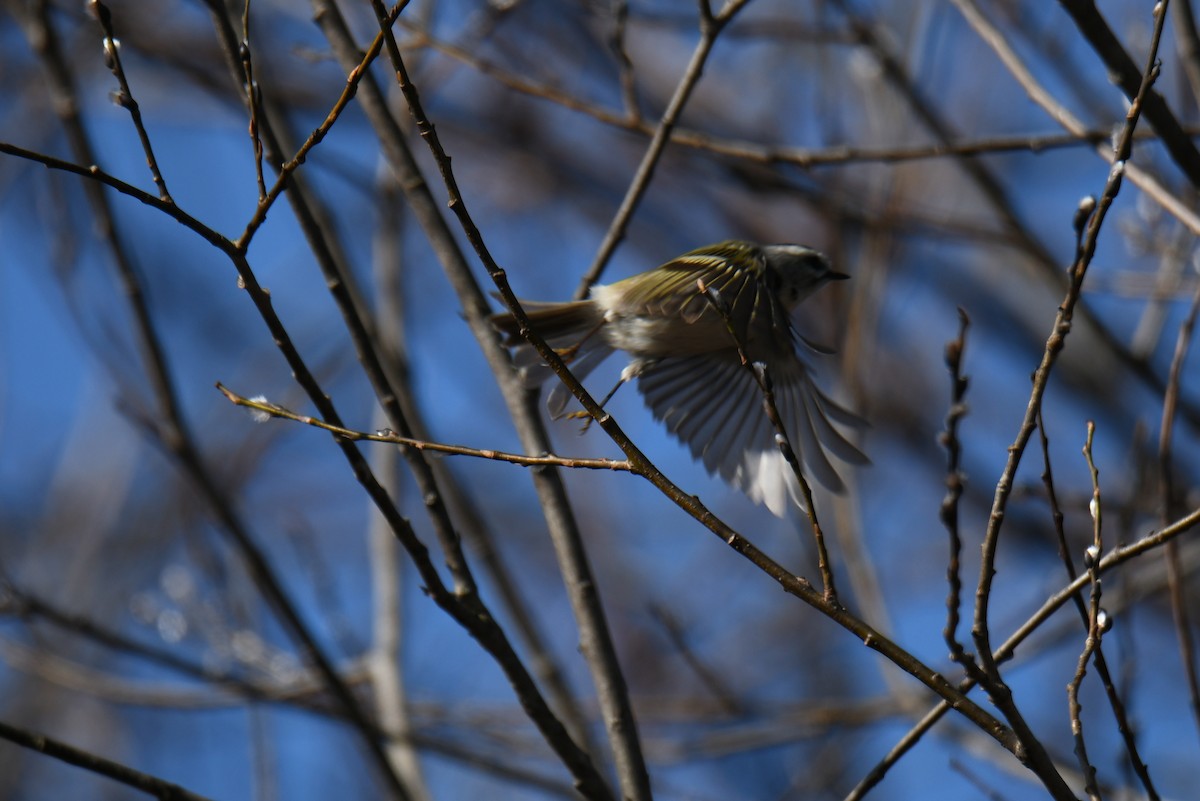 Golden-crowned Kinglet - france dallaire