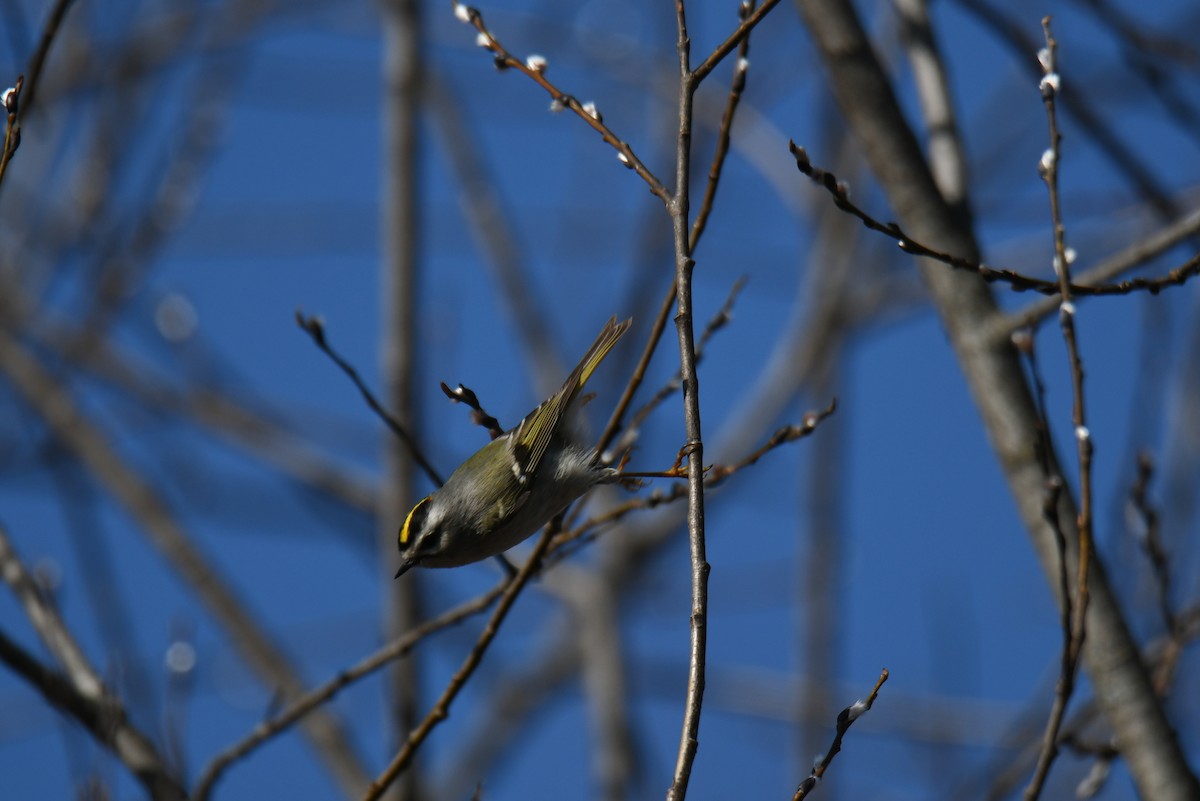 Golden-crowned Kinglet - ML324309701