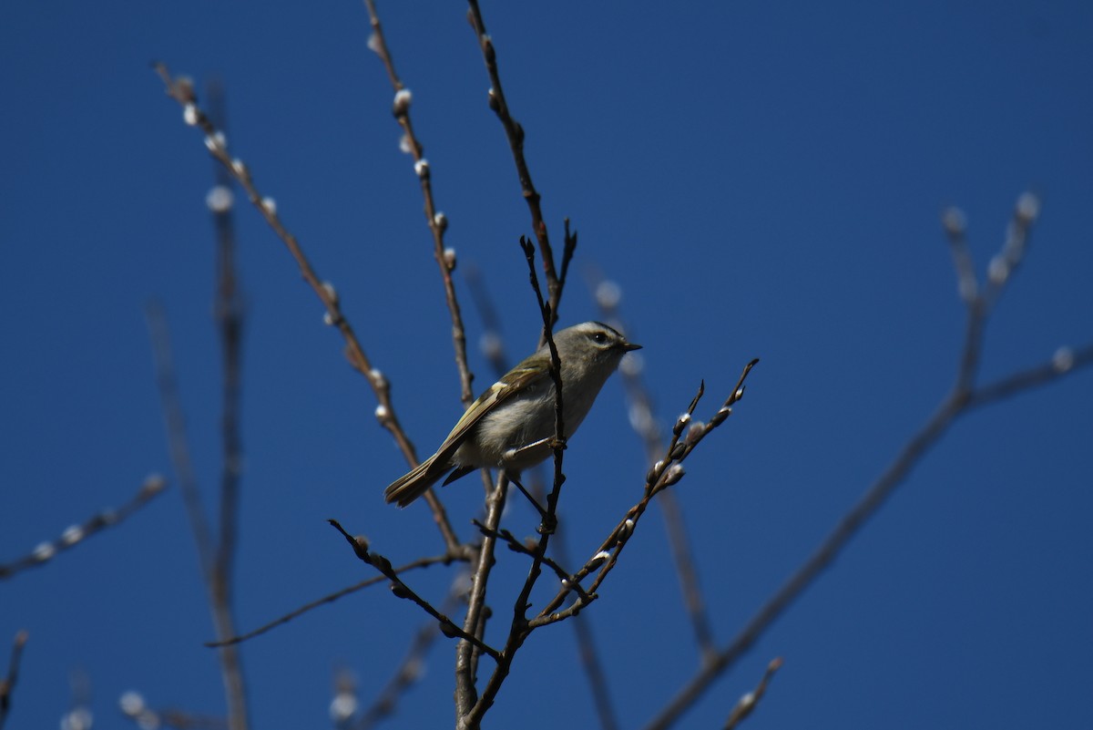 Golden-crowned Kinglet - france dallaire