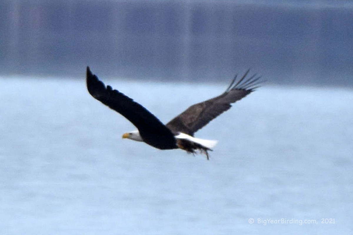 Bald Eagle - ML324311181