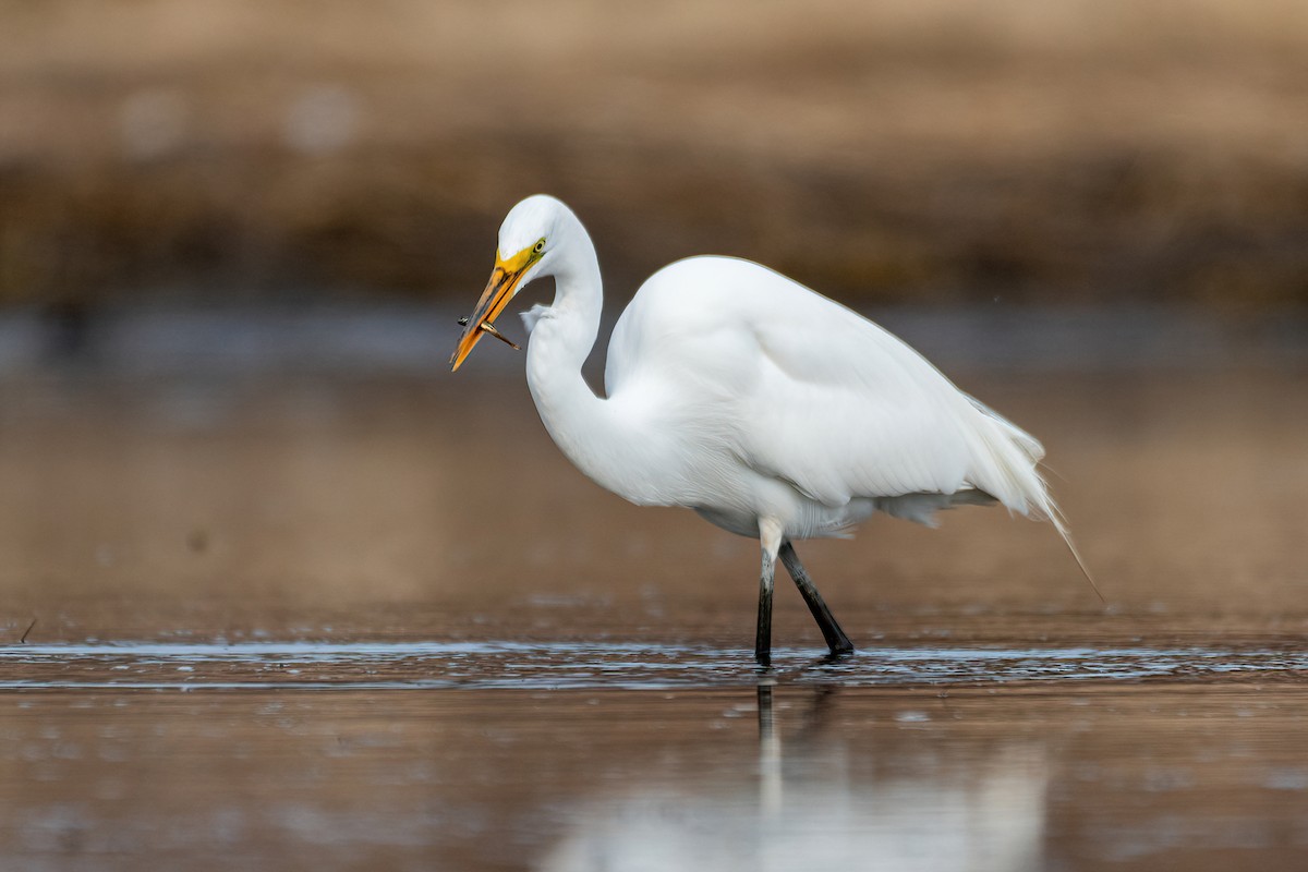 Great Egret - Steven McGrath