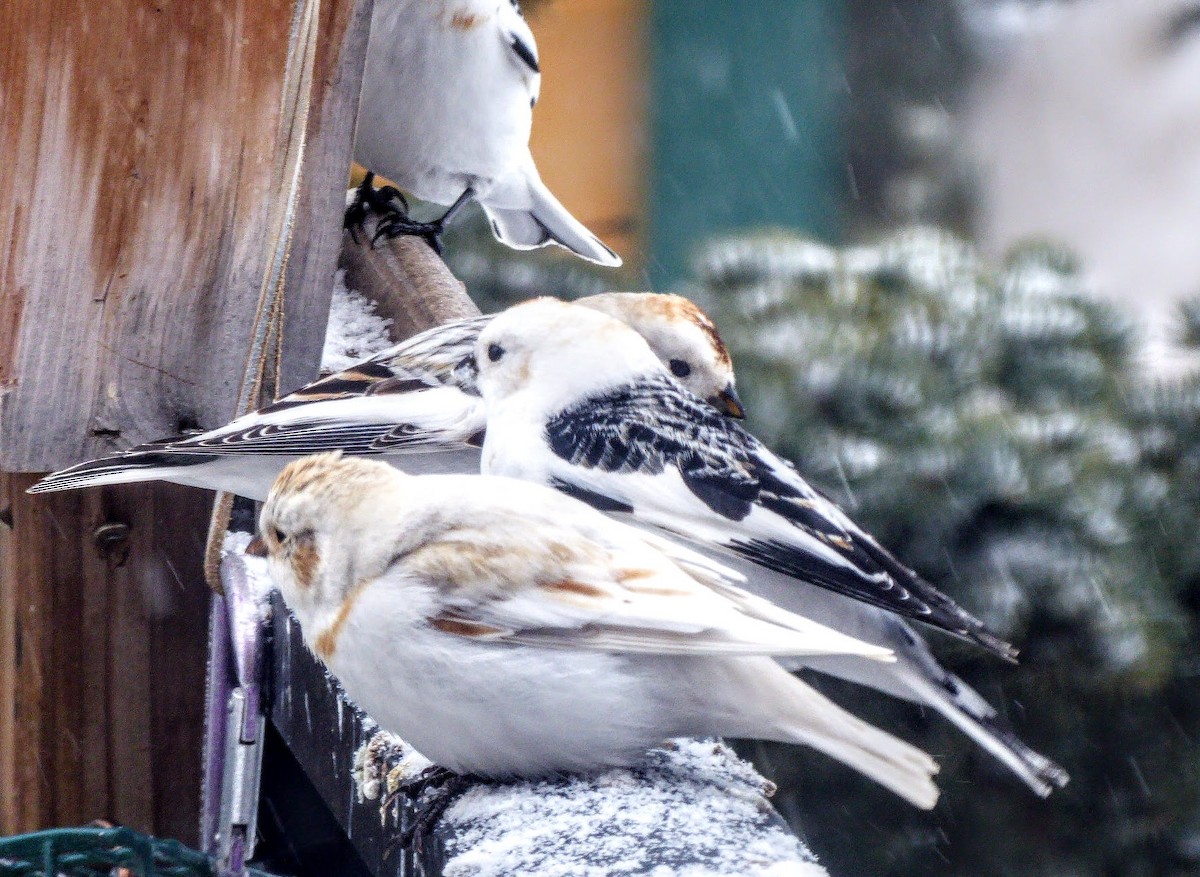 Snow Bunting - Elsabe Kloppers