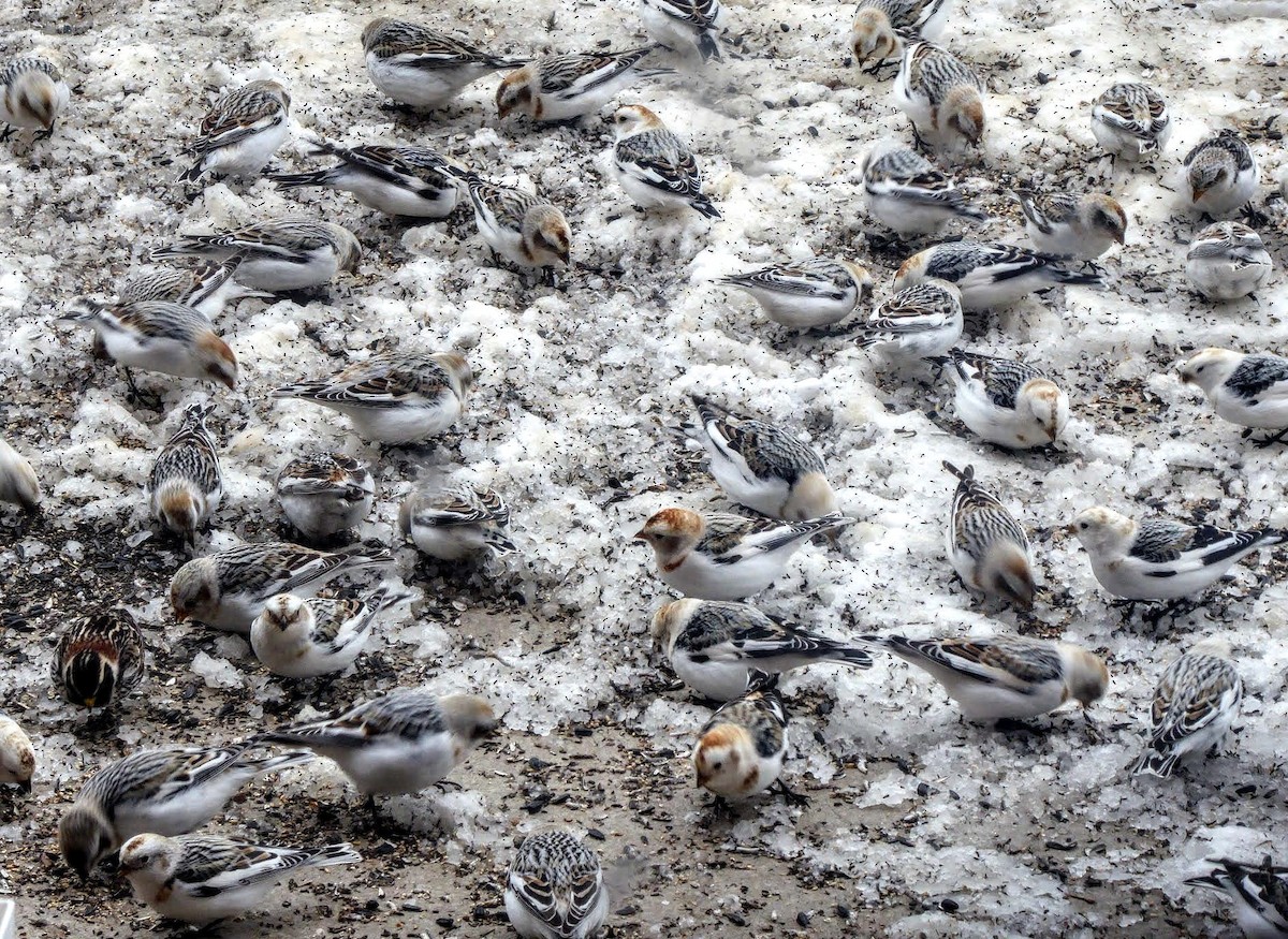 Snow Bunting - ML324313001