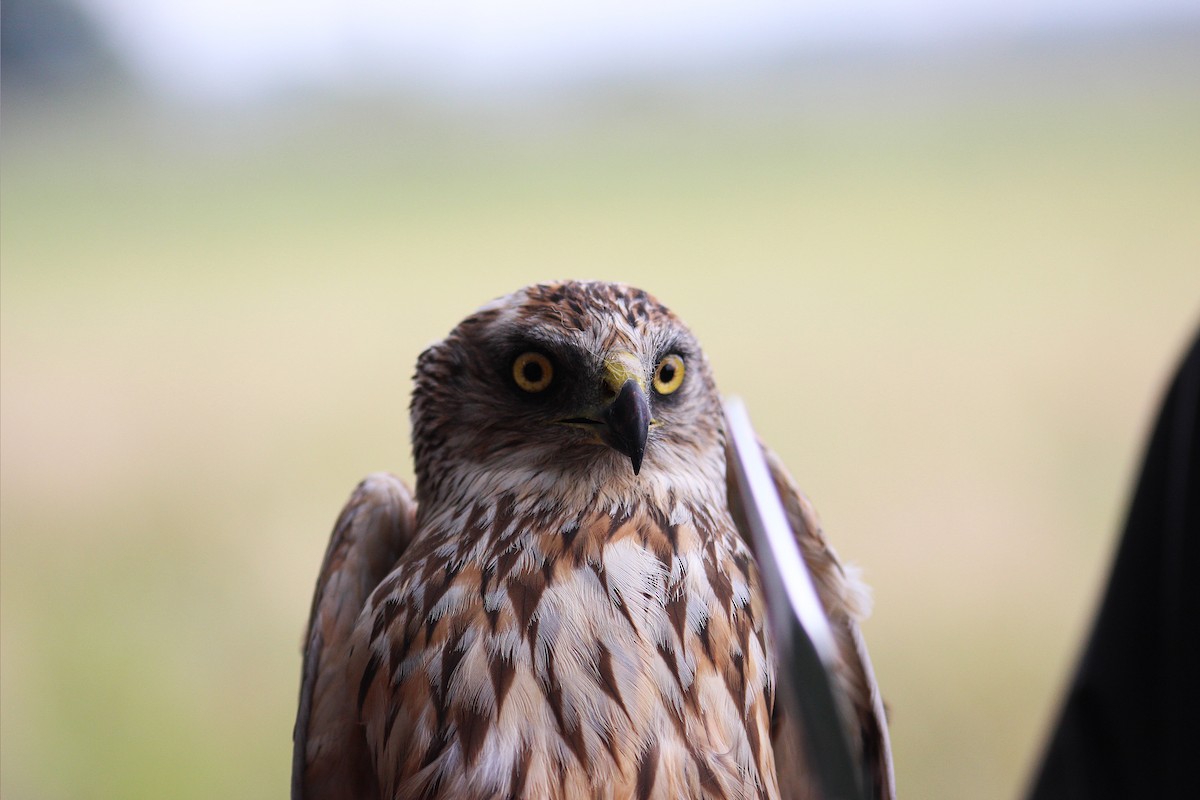 Western Marsh Harrier - ML32431621