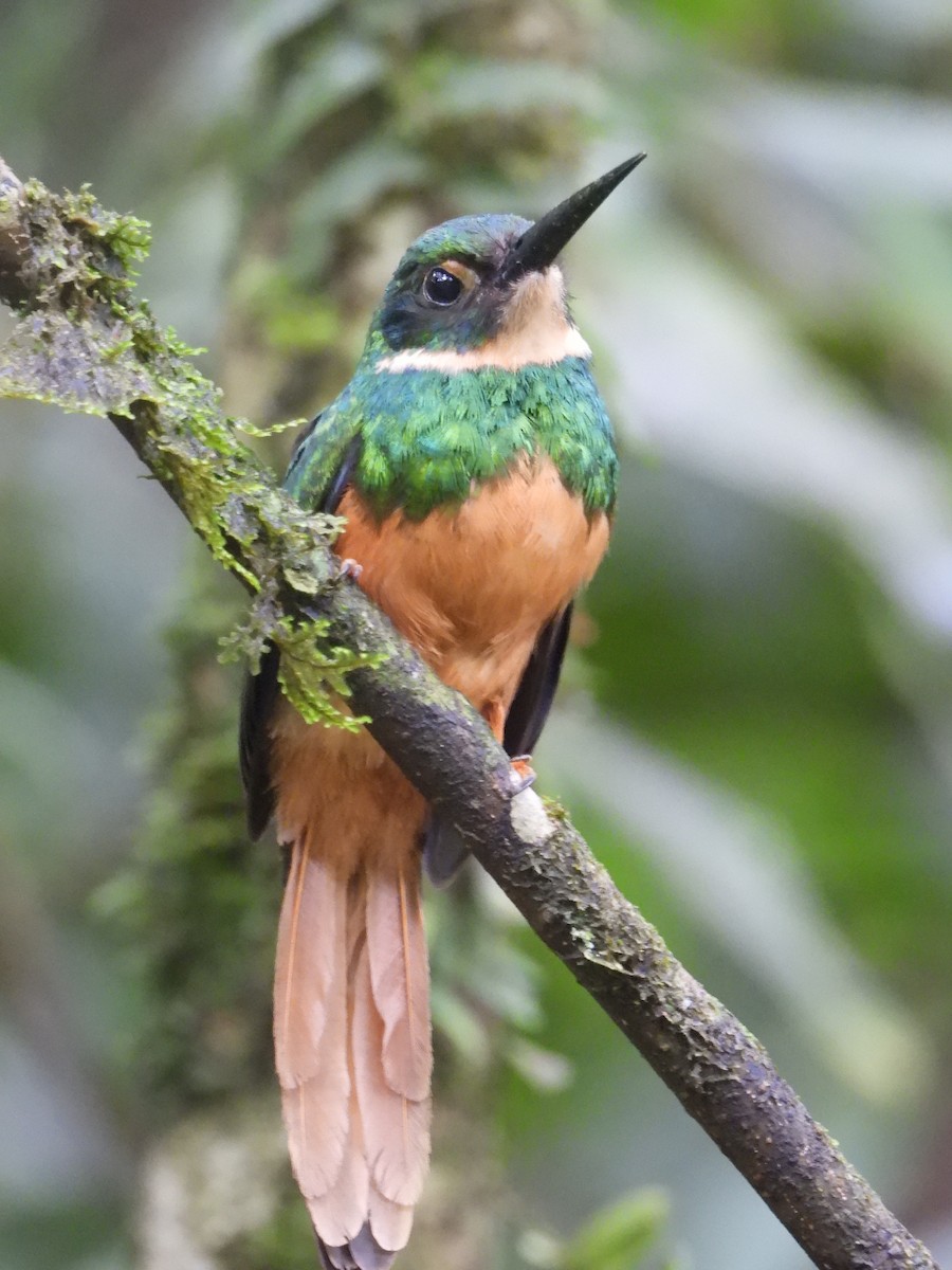 Rufous-tailed Jacamar - Jessy Lopez Herra