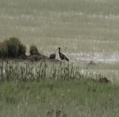 White-faced Ibis - ML324317491